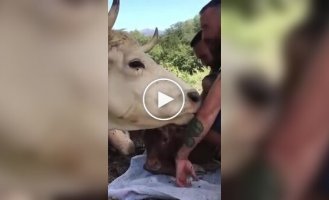 Мама-корова выражает благодарность доброму человеку, который спас ее и помог родить теленка