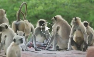 A BBC documentary showed monkeys being given a mechanical doll