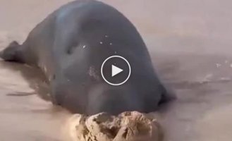The seal gets comfortable