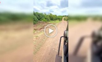 Лев и бородавочник: напряженная встреча в дикой природе