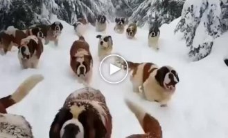 Flock of Saint Bernards