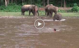 An elephant saw that this man was drowning and decided to save him