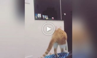 A kitten asks its mother to get a toy