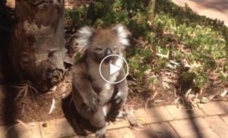 Маленькая коала громко расплакалась в схватке с большим сородичем