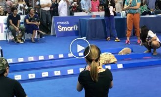 Гонка черепахи та кролика