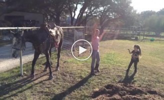 Девочки начали танцевать под любимую песню и завели этим стоящую рядом лошадь
