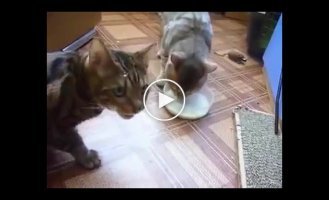 Nobility and courtesy. How two cats shared a bowl of milk hedgehog, food, cats, cats, bowl