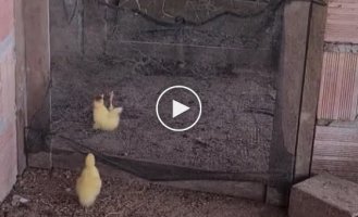 Chicks and fence