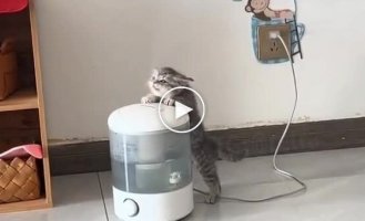 A kitten tries to drink from a humidifier