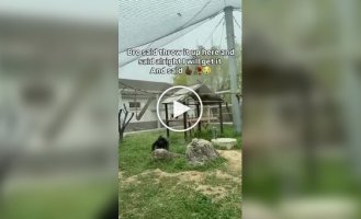 Дуже розумна тварина