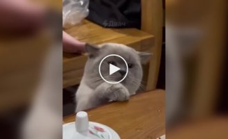 Крадії коти