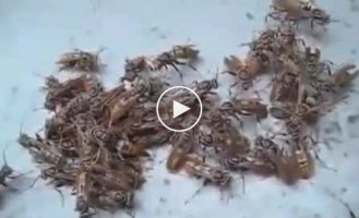 Оси не кусают. Как?