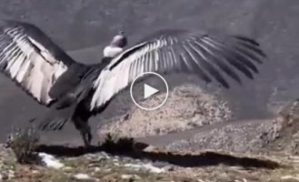 Andean condor. After a long treatment, release into the wild