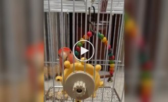 Іграшка розбудила в папузі пірата