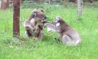 Разборка коал
