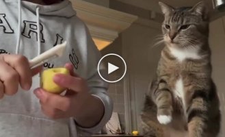 Кіт, який дуже любить картоплю