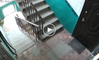 Коли не годував кота