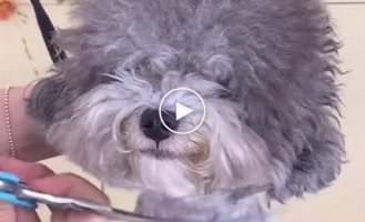 Beautiful dog haircut