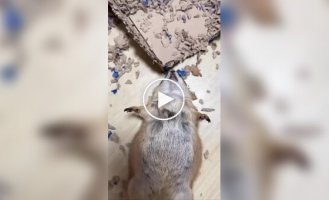 Їжа влаштувала повний розгром у коробці