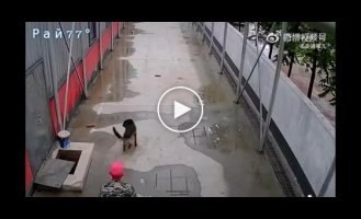 The dog called the owner to pull a relative out of the well
