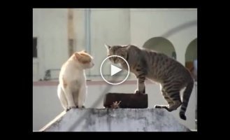 Разборки мартовских котов