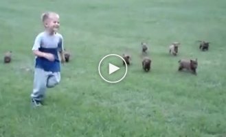 Нападение стаи собак на ребенка