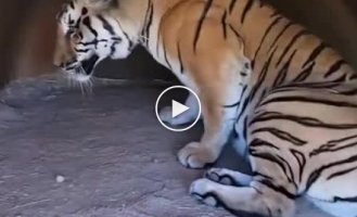 How a giant tiger wakes up