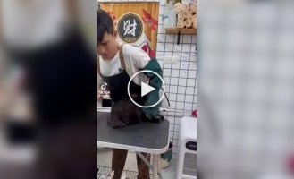 A cat who hates groomers