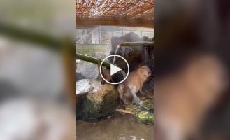 Capybara doesn't learn from its mistakes