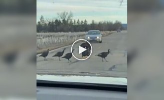 Выглядят умнее многих людей