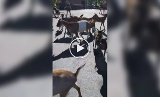 Goats escaping from a petting zoo caught on video
