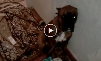 A boxer makes a mess in an apartment