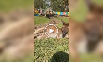 The development process of a kangaroo joey