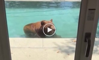 Bear cools off in a US resident's swimming pool