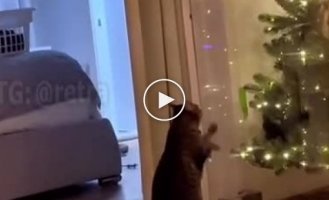 Cats versus Christmas trees: soon in all homes