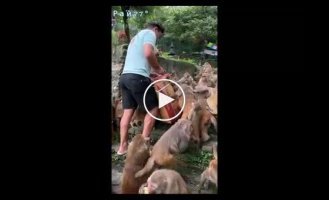 Video of hordes of monkeys being fed bananas