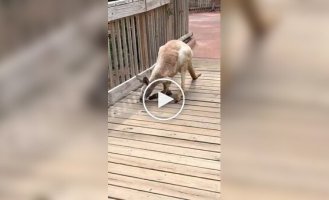 What a very old kangaroo looks like and moves