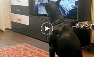 A dog that repeats everything from TV