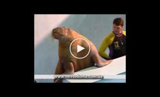 Интересное выступление моржихи