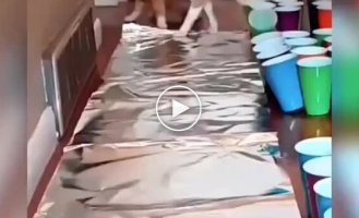 Коти та фольга – дивне, але часто кумедне поєднання
