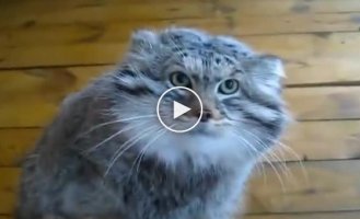 A guy decided to test a manul for aggressiveness