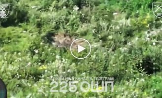 Окупант у нетверезому стані блукає полем на Сумщині, коли миттю його ліквідували наші бійці