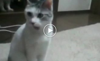 Классный взгляд у кота