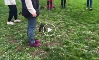 Маразм міцнів: до хоббіхорсерів приєдналися хоббідогери