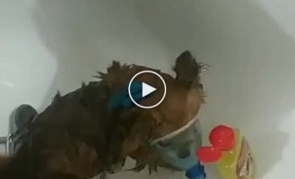 An interesting way to wash an angry dog