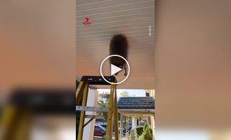 Енот застрял в потолке