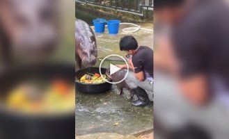 Сотрудник зоопарка познал ярость детеныша бегемота