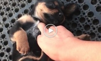 The puppy fell asleep cutely while playing with its owner