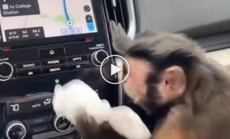 Обезьянка, которая любит чистоту