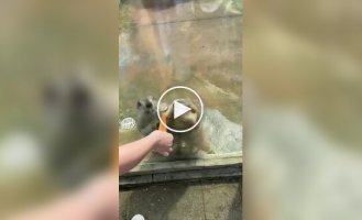 В зоопарке два сурка устроили нешуточную драку, не поделив морковку